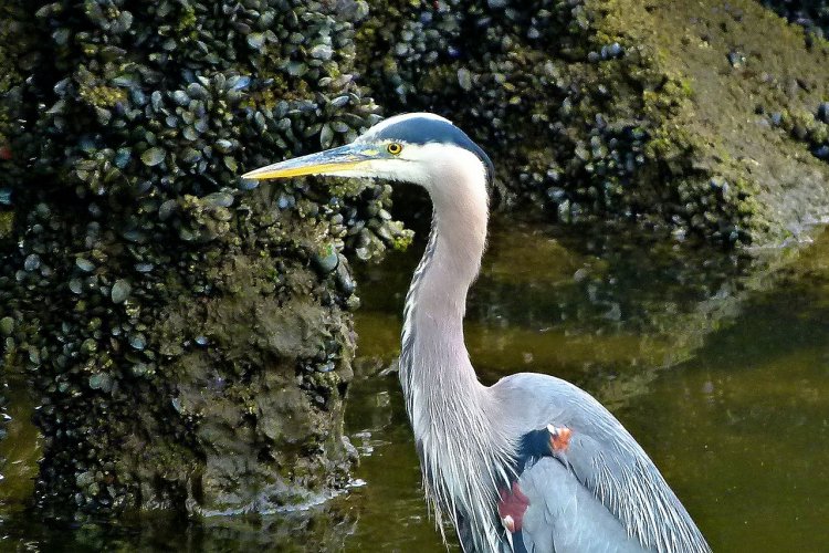 blue-heron-52942_1280